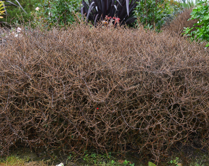 Coprosma acerosa Red Rocks (Groundcover Coprosma)