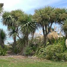 Cordyline australis (Cabbage Tree)