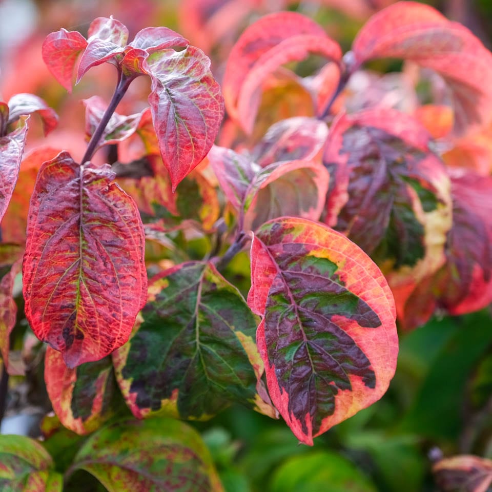 Cornus florida Cherokee Sunset (Dogwood)