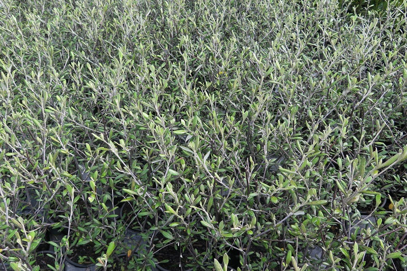 Corokia cheesemanii (Corokia)