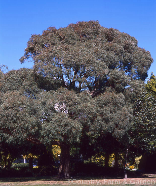 Eucalyptus nicholii (Narrow Leaved Peppermint Gum)