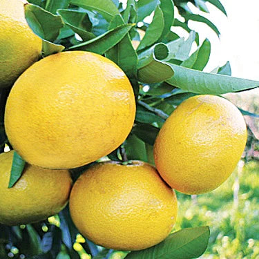 Grapefruit Wheeny Dwarf (Grapefruit)
