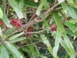 Knightia excelsa (Rewarewa)