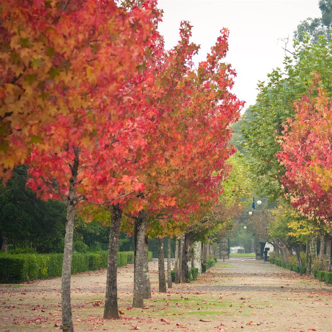 Liquidambar styraciflua (Sweet Gum)