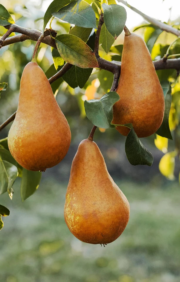 Pear Beurre Bosc