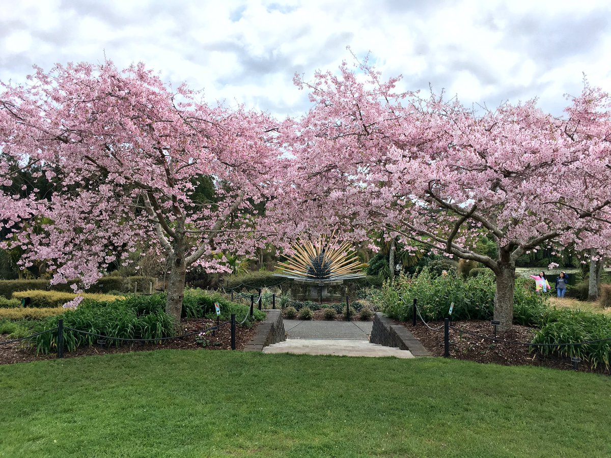 Prunus yedoensis Awanui (Yoshino Cherry)