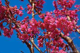 Prunus campanulata Felix Jury (Taiwan Cherry)