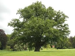 Quercus robur (English Oak)