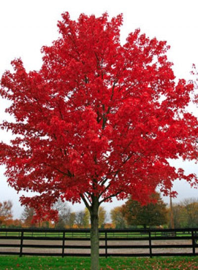 Acer rubrum October Glory (Red/Canadian Maple)