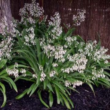 Arthropodium cirratum (Renga Renga Lily)