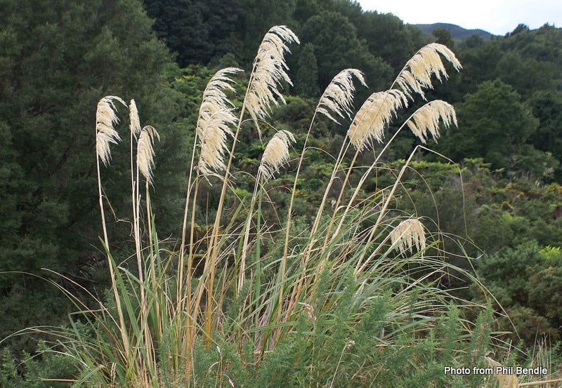Austroderia toe toe (Toe Toe)