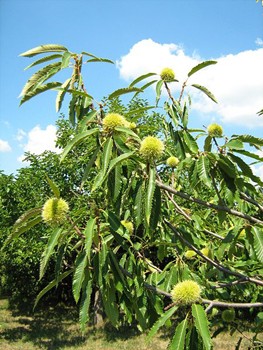 Chestnut 1005 (Chestnut)