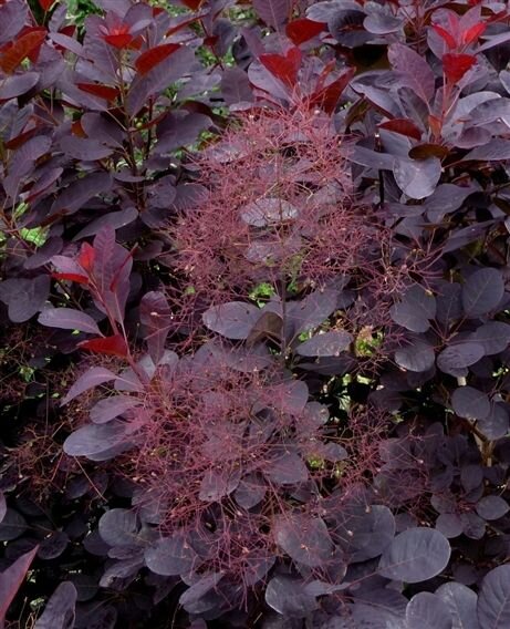 Cotinus coggygria Velvet Cloak (Purple Smoke Bush)