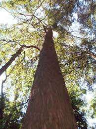 Eucalyptus fastigata (Brown Barrel Gum)
