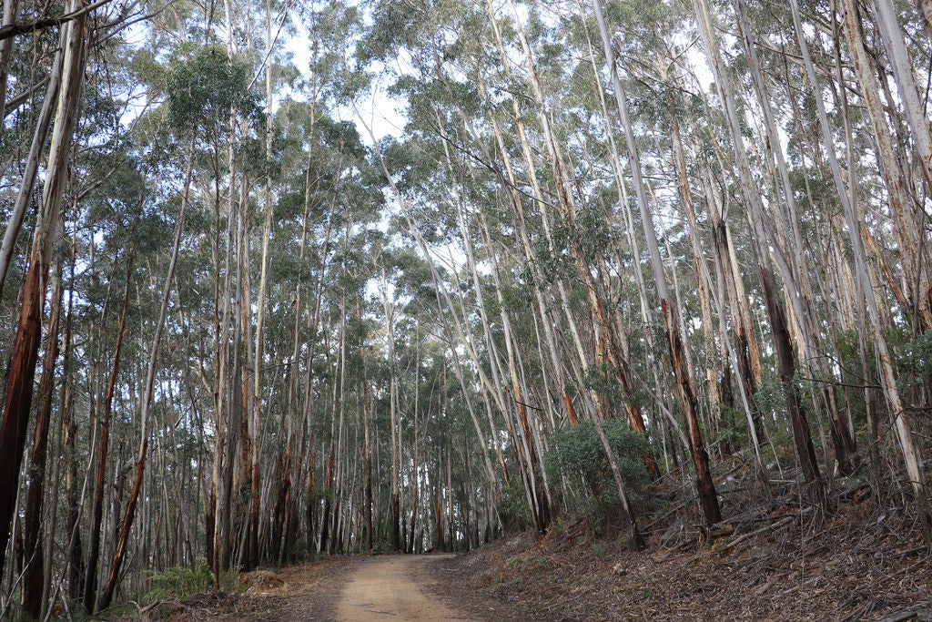 Eucalyptus fraxinoides (White Ash Gum)