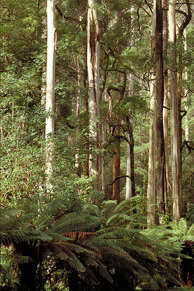 Eucalyptus regnans (Mountain Ash Gum)