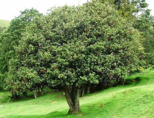Hedycarya arborea (Pigeonwood)