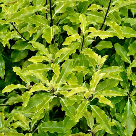 Pittosporum eugenioides (Lemonwood)