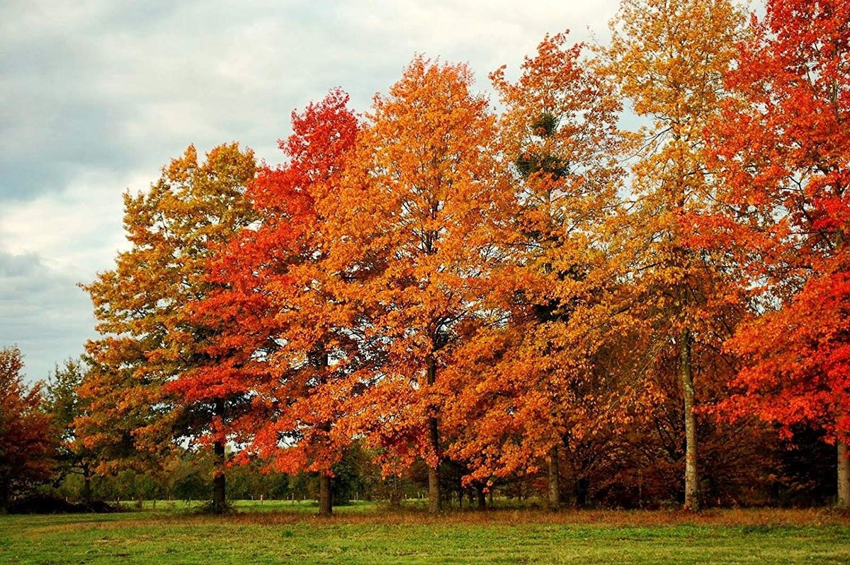 Quercus palustris (Pin Oak)