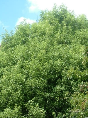 Pittosporum tenuifolium (Kohuhu)