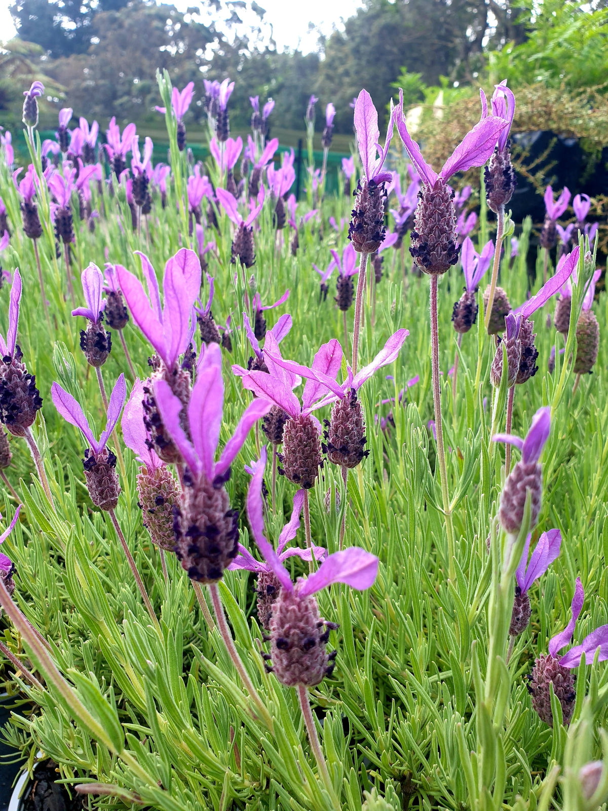Lavandula stoechas ‘Helmsdale’