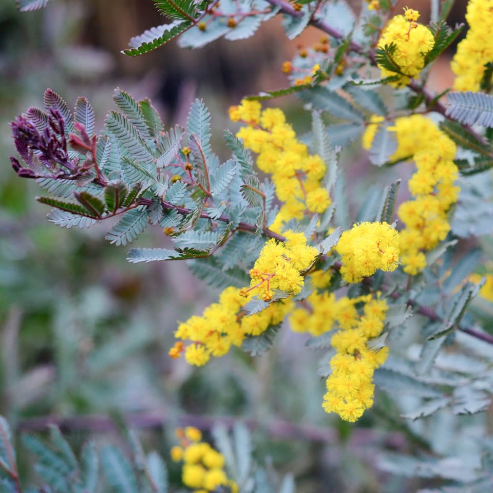 Acacia baileyana Purpurea (Cootamundra Wattle)