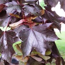 Acer platanoides Nigrum (Black Norway Maple)