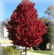 Acer rubrum Brandy Wine (Maple)