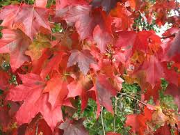 Acer rubrum (Red/Canadian Maple)