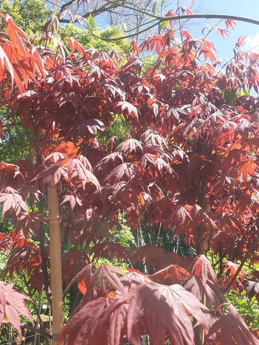 Acer palmatum Bloodgood (Red Japanese Maple)