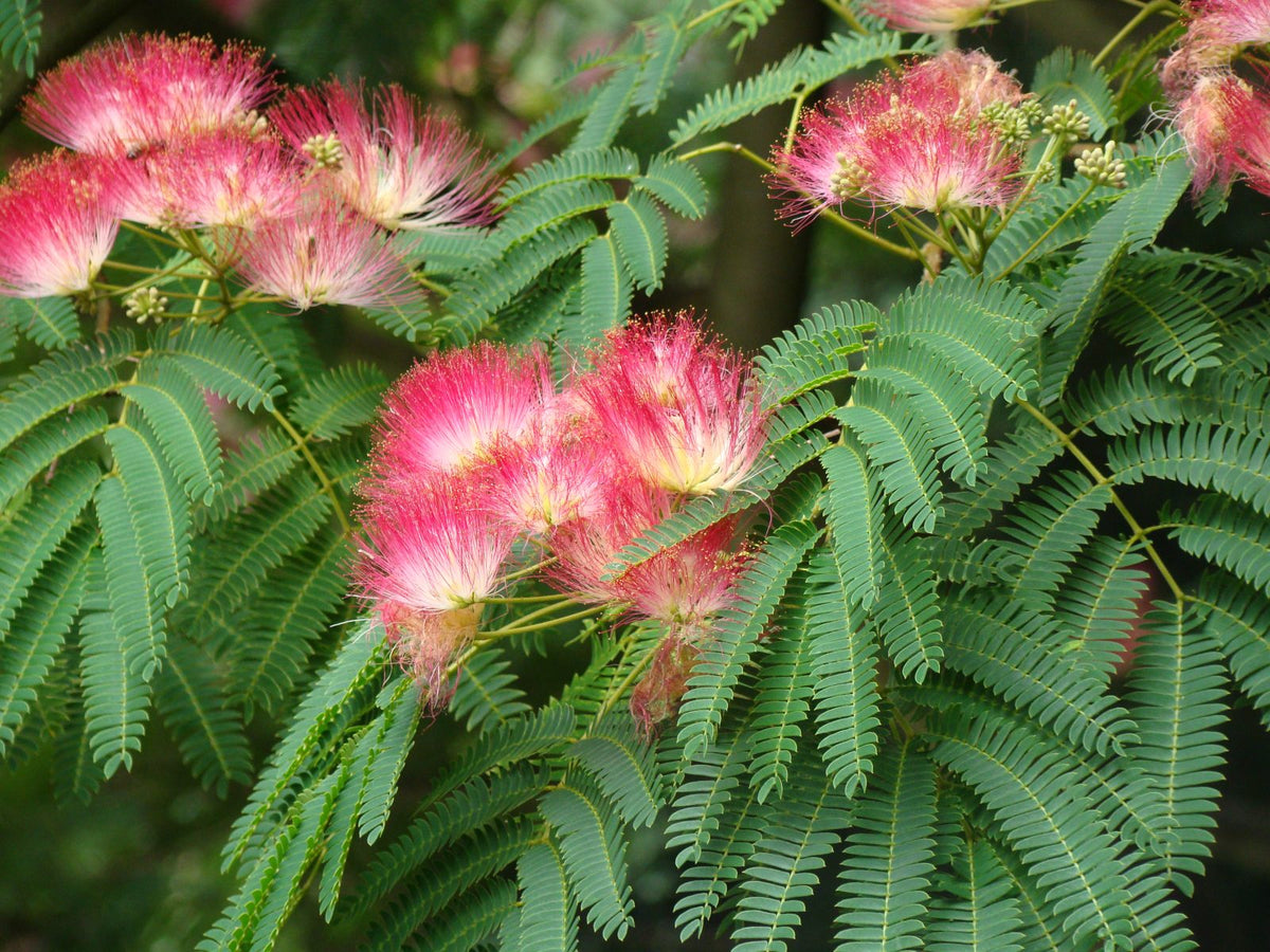 Albizia julibrissin ‘Rosea’ (Silk Tree)