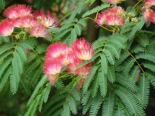 Albizia julibrissin ‘Rosea’ (Silk Tree)