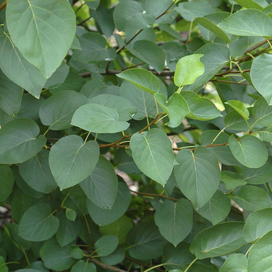 Alnus cordata (Italian Alder)