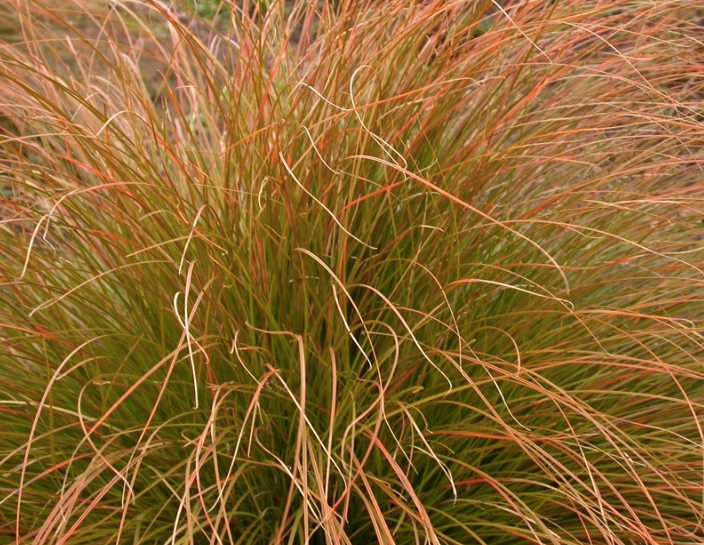 Carex testacea (Tussock grass)