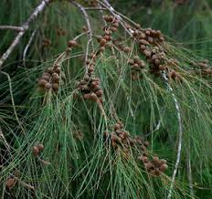 Casuarina cunninghamiana (River Sheoak)