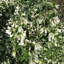 Chamaecytisus palmensis (Tree lucerne/tagasaste)