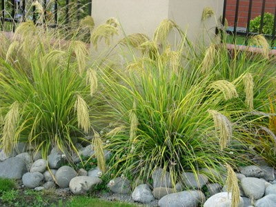 Chionochloa flavicans (Miniature toe toe)