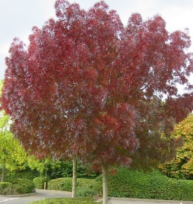 Fraxinus oxycarpa Raywood (Claret Ash)