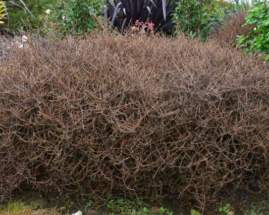 Coprosma acerosa Red Rocks (Groundcover Coprosma)