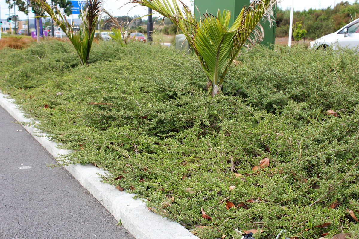Coprosma kirkii (Mirror Plant)