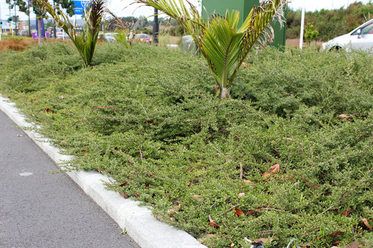 Coprosma kirkii (Mirror Plant)
