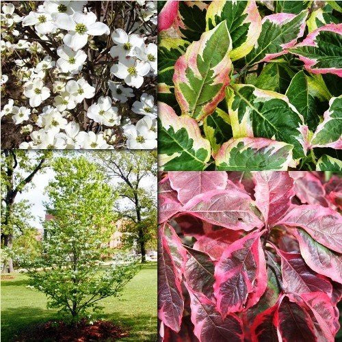 Cornus florida Cherokee Daybreak (Dogwood)