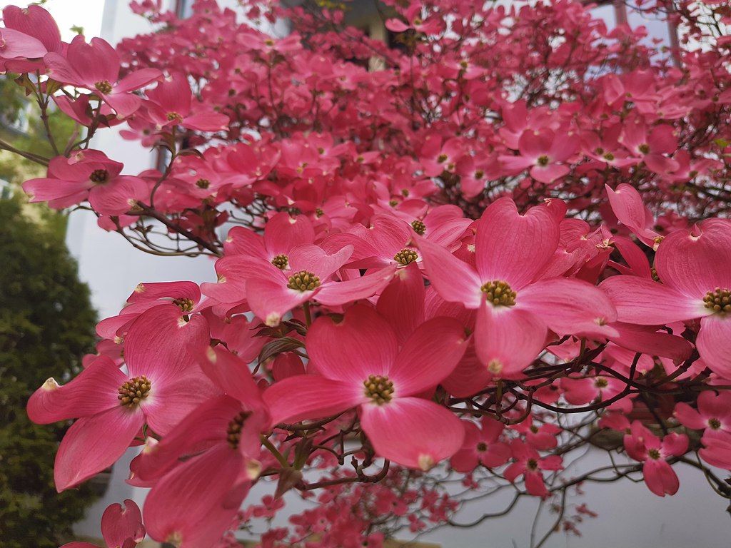 Cornus florida Cherokee Chief (Dogwood)