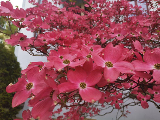 Cornus florida Cherokee Chief (Dogwood)
