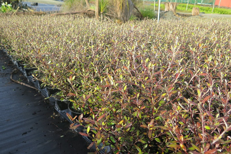Corokia Bronze King (Corokia)
