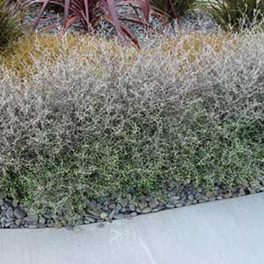 Corokia Silver Prince (Corokia)