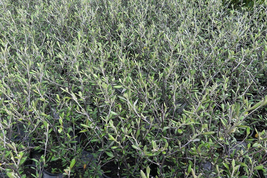 Corokia cheesemanii (Corokia)