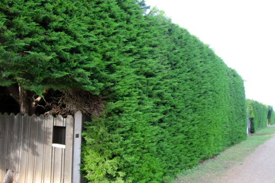 Cupressus macrocarpa (Monterey Cypress)