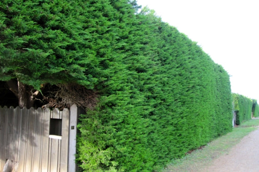 Cupressus macrocarpa (Monterey Cypress)