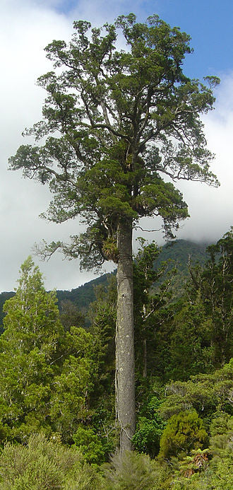 Dacrycarpus dacrydioides (White Pine/Kahikatea)